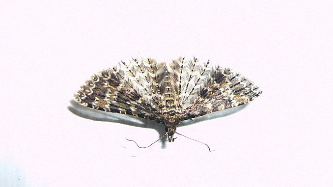 Scotopteryx