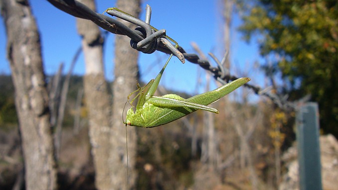 Saltamontes verde común (Tettigonia viridissima Linnaeus)