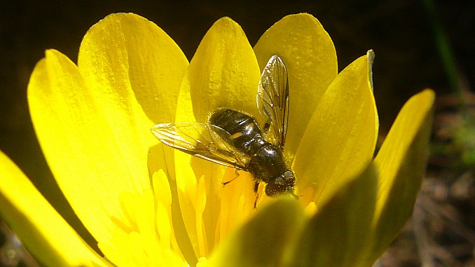 P1130887