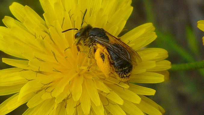 Abeja con polen adosado