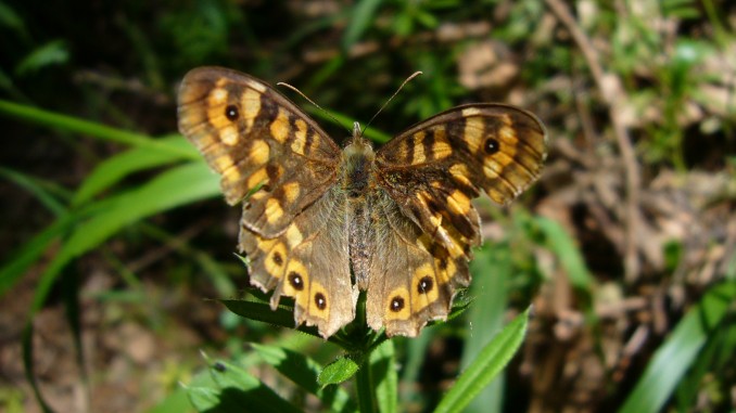 Mariposa de los muros (Pararge aegeria)