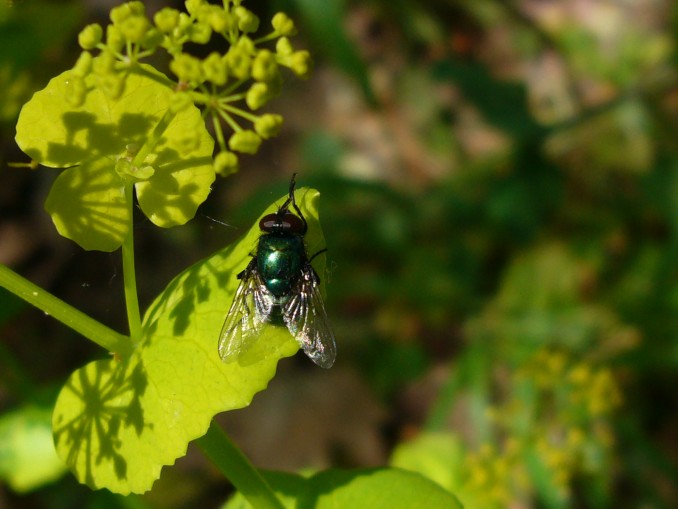 Phaenicia Sericata