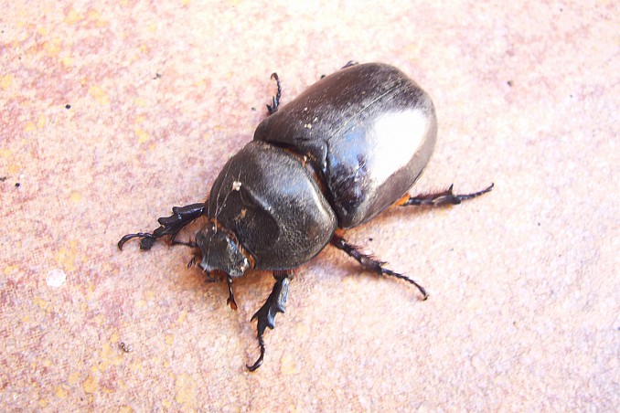 Phyllognathus excavatus
