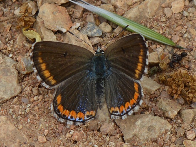 Polyommatus celina