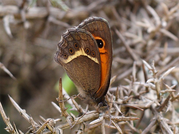 Pyronia bathseba