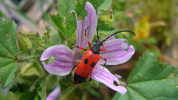 Stictoleptura tesserula