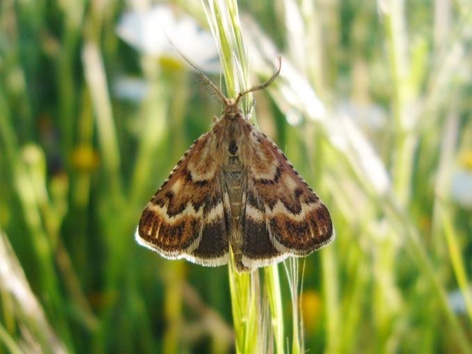Synaphe moldavica