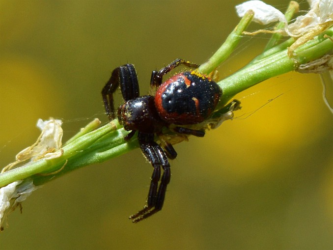 Synema globosum o araña Napoléon roja
