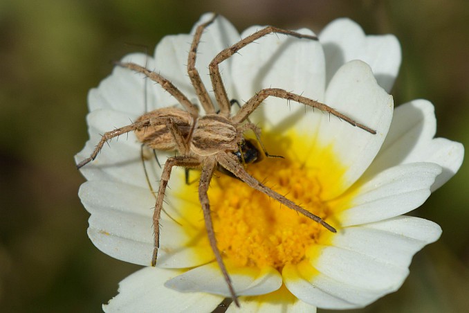 Thanatus sp. con su presa