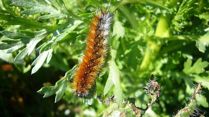 Thaumetopoea pityocampa