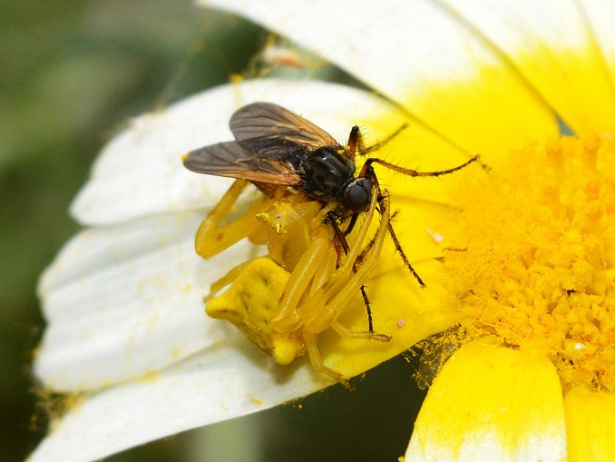 Thomisus onustus con su presa