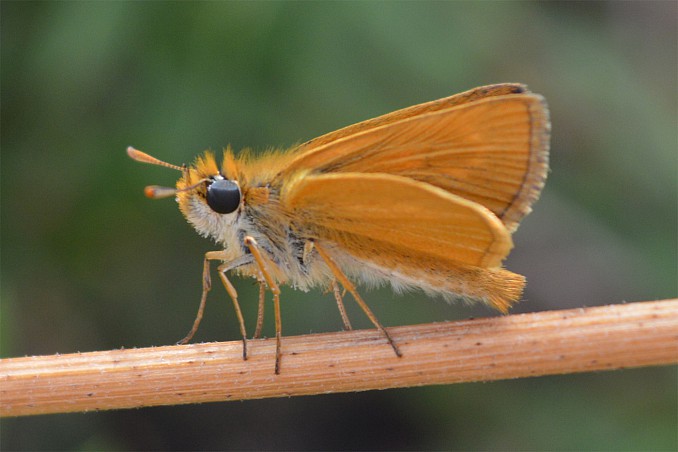 Thymelicus acteon