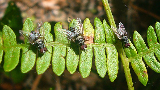 Tres moscas (Anthomyia sp.)