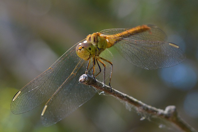 Trithemis annulata - hembra