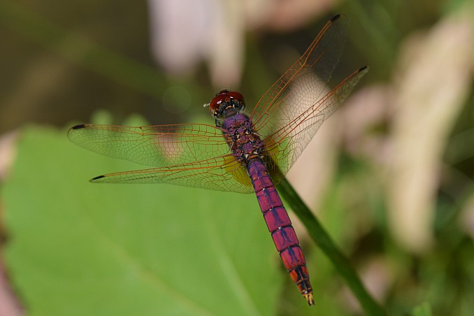 Trithemis annulata - macho