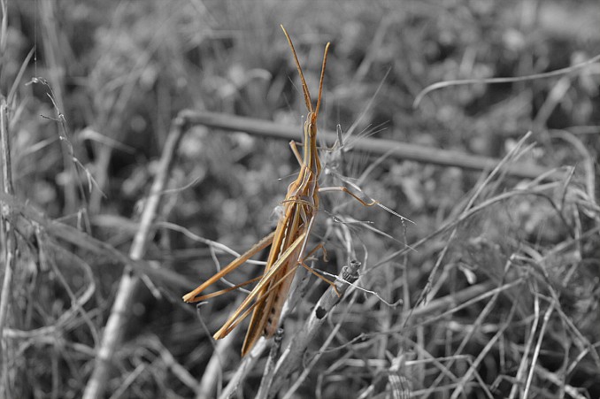 Truxalis nasuta