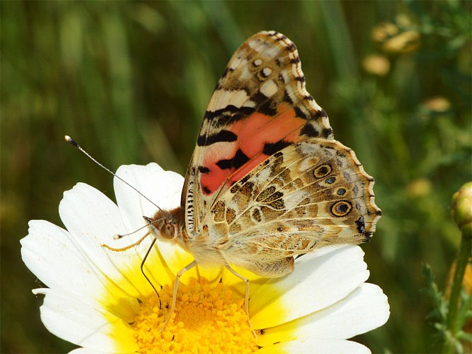 Vanessa cardui