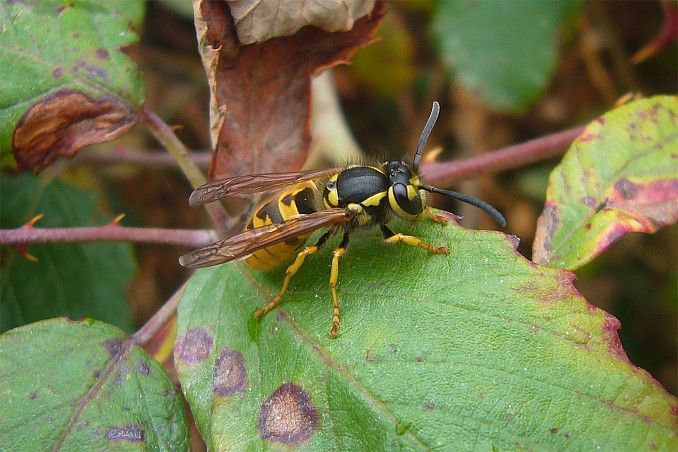 Vespula germanica