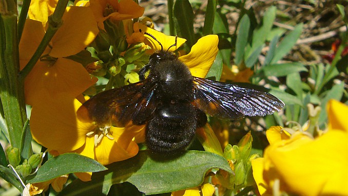 Xylocopa violacea