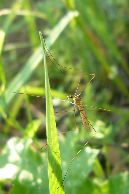 Zancudo (Tipulidae)