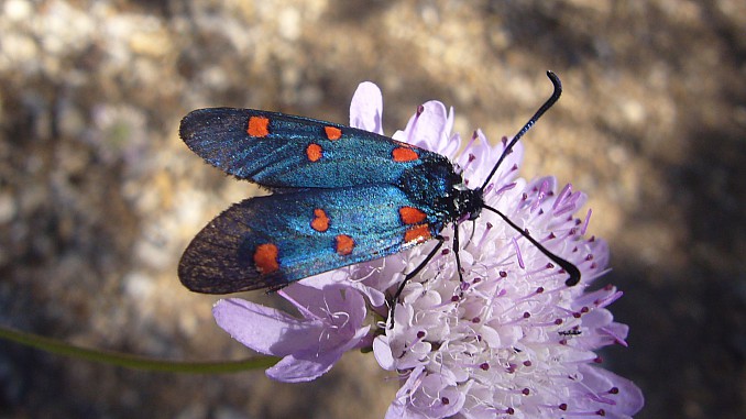 Zygaena lavandulae