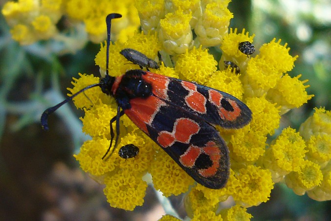 Zygaena carniolica