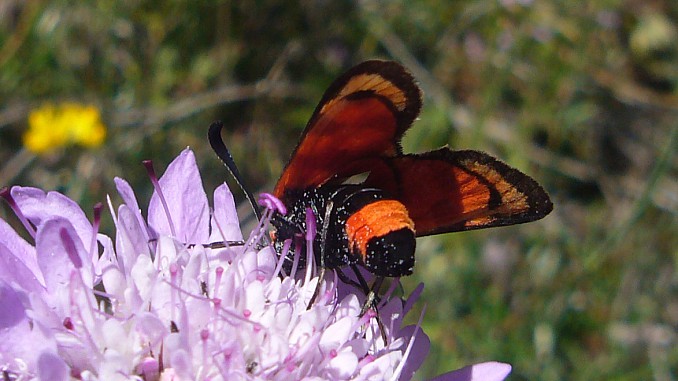 Zygaena carniolica3
