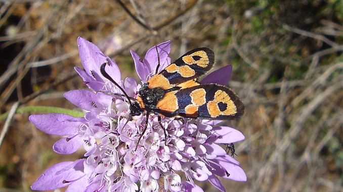 Zygaena carniolica4
