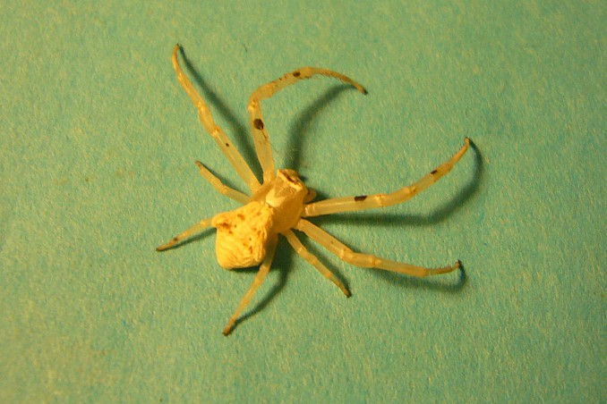 Araña amarilla