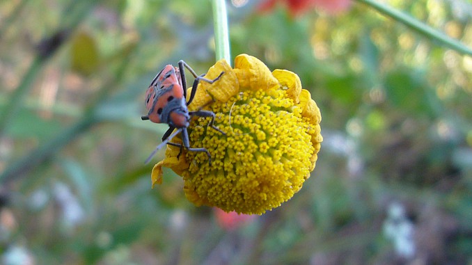 Lygaeus equestris
