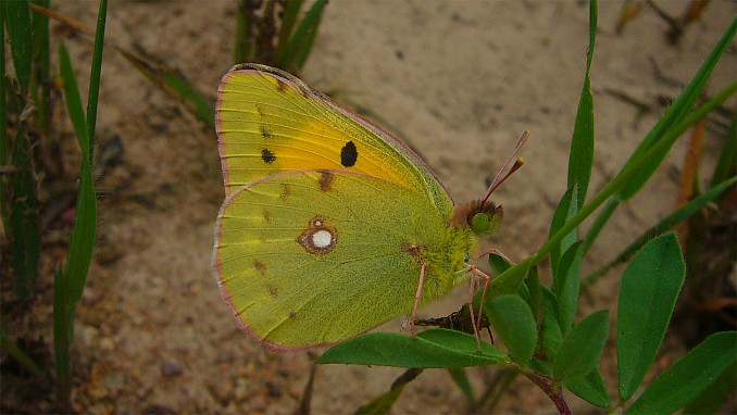 Colias crocea