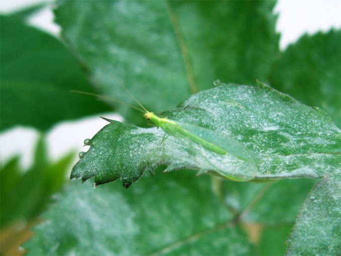 Crisopa