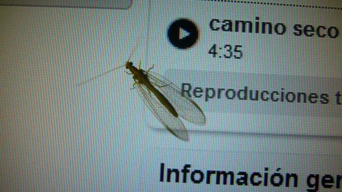 crisopa pantalla