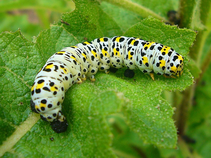 Cucullia verbasci