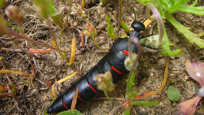 Berberomeloe majalis (2)