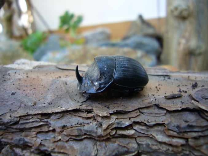 escarabajo rinoceronte Copris hispanus