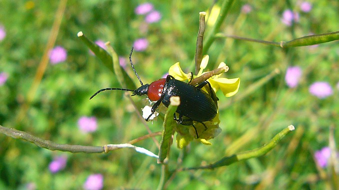 Heliotaurus ruficollis