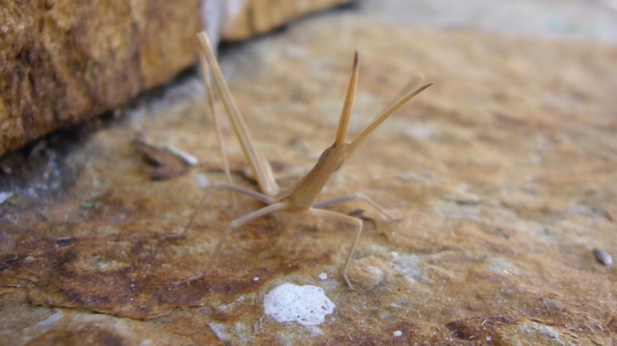 Insecto palo