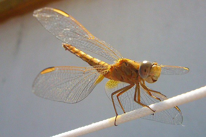 Libelula amarilla