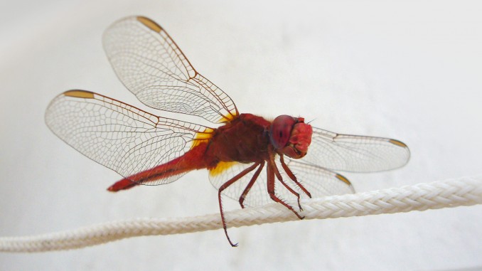 Libelula roja (Crocothemis erythraea)
