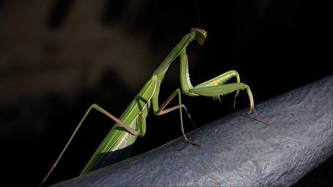 Mantis religiosa de color verde