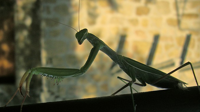 mantis2