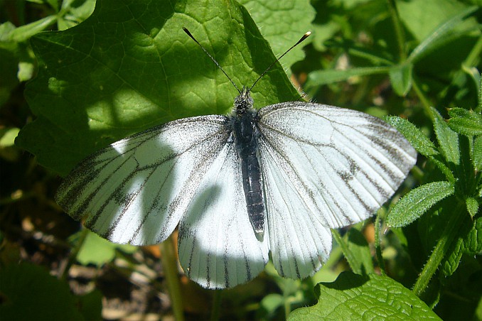 Mariposa blanca (Pieris napi)
