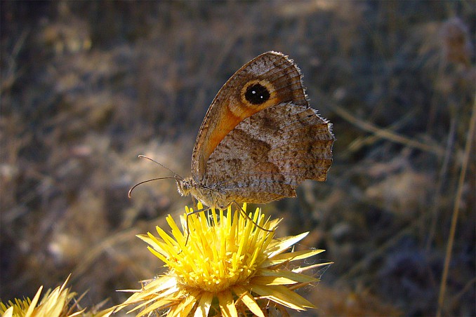 Mariposa lobito meridional (Pyronia cecilia)