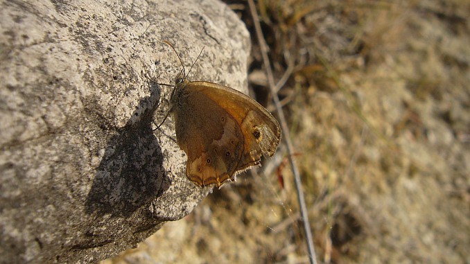 Mariposa sobre roca