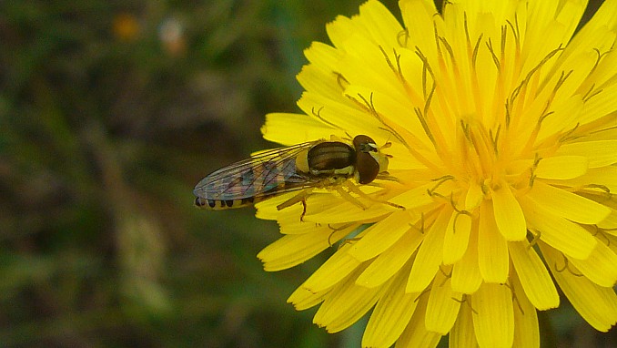 Melanostoma