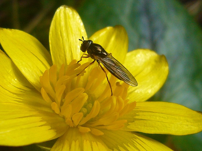 Melanostoma (3)