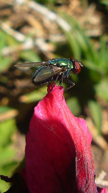 Mosca verde sobre flor