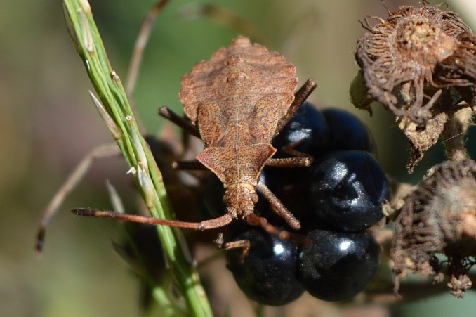 Ninfa de Coreus marginatus