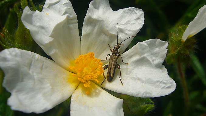 Oedemera nobilis (macho)